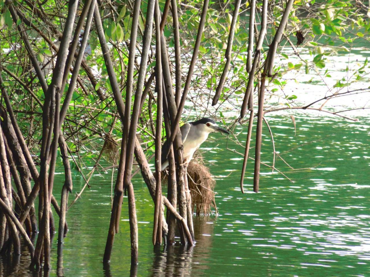 Beach Lagoon Guesthouse Tangalle Ngoại thất bức ảnh