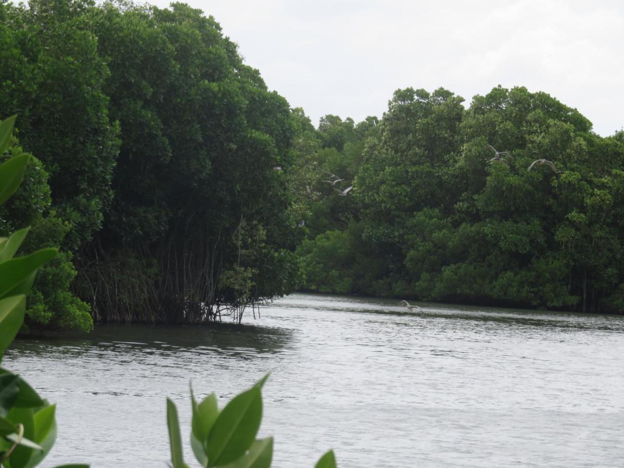 Beach Lagoon Guesthouse Tangalle Ngoại thất bức ảnh